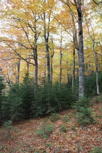 IMG_1347.JPG, 190 KB